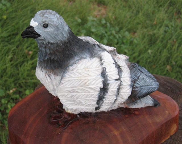 Pigeon
