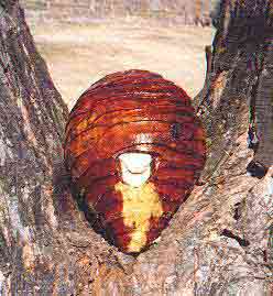 Beehive